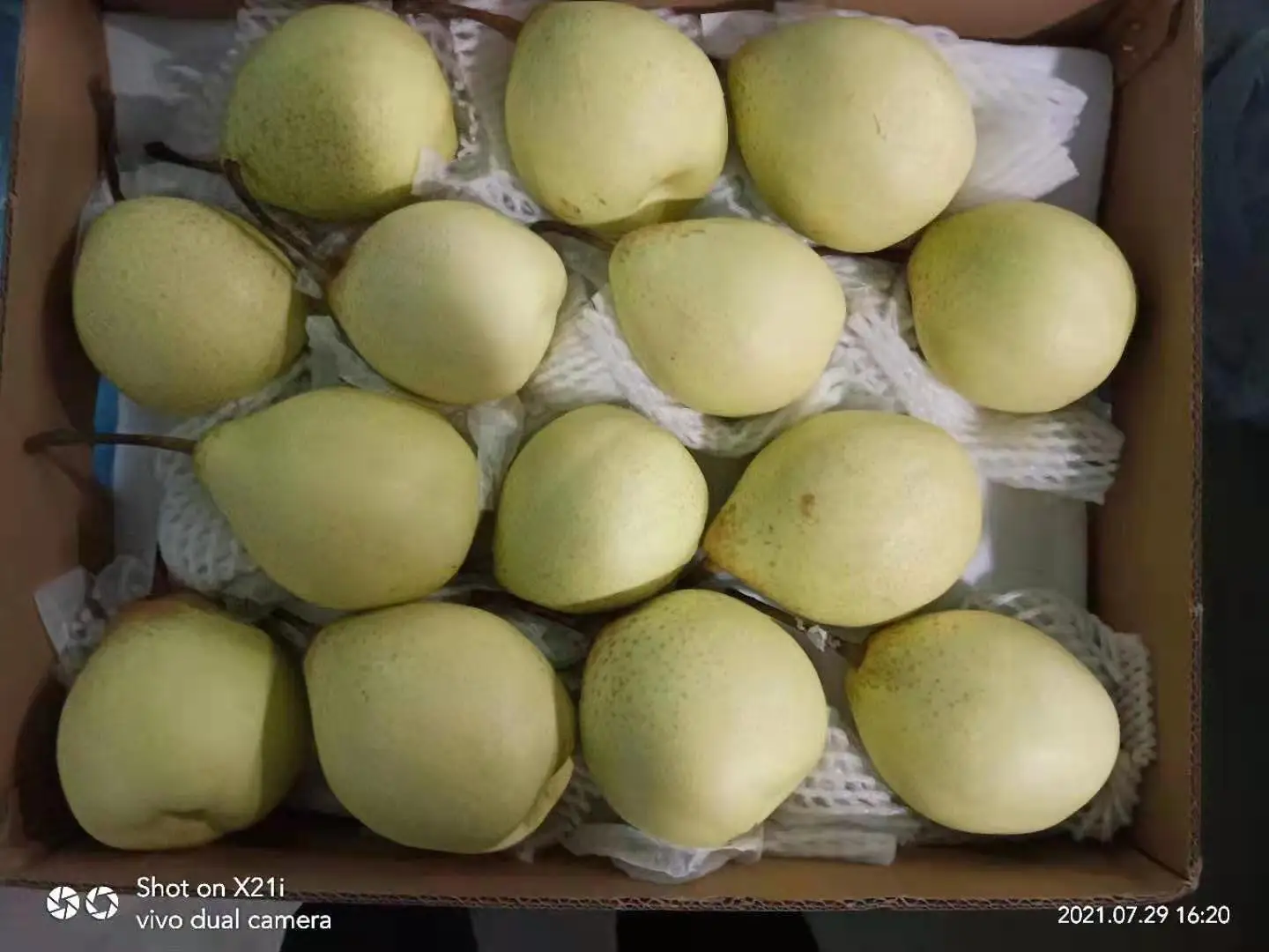 fresh pear new crop of china 2021 fresh Ya pear/ fresj Su pear /Golden pear