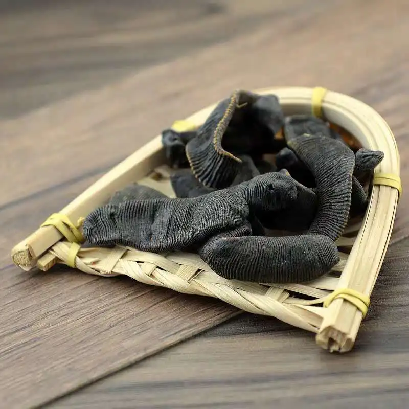 Free Samples Live Medicinal Medicinal-Leeches Medical Leeches