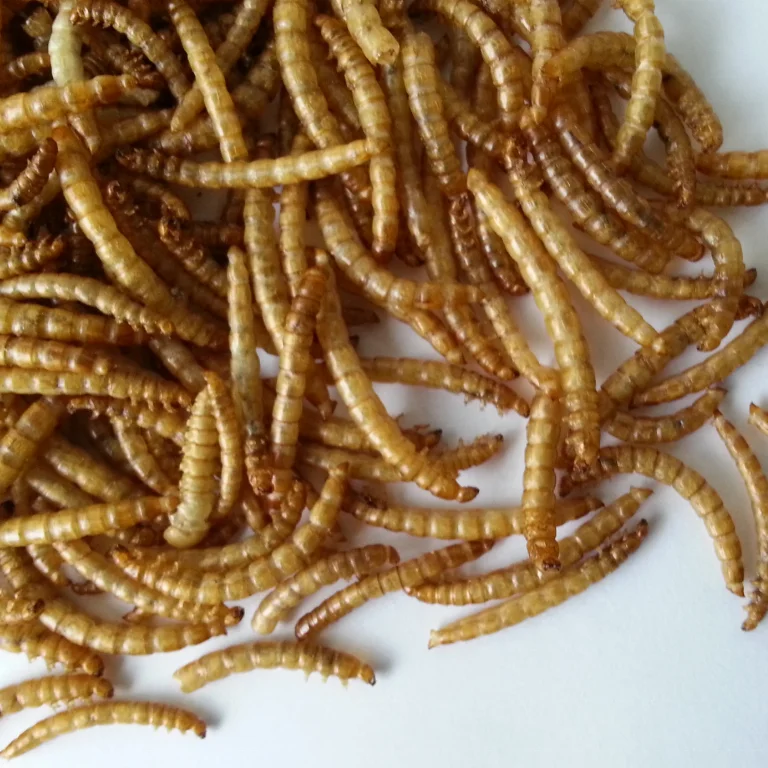 
Microwave Dried Yellow Mealworm 