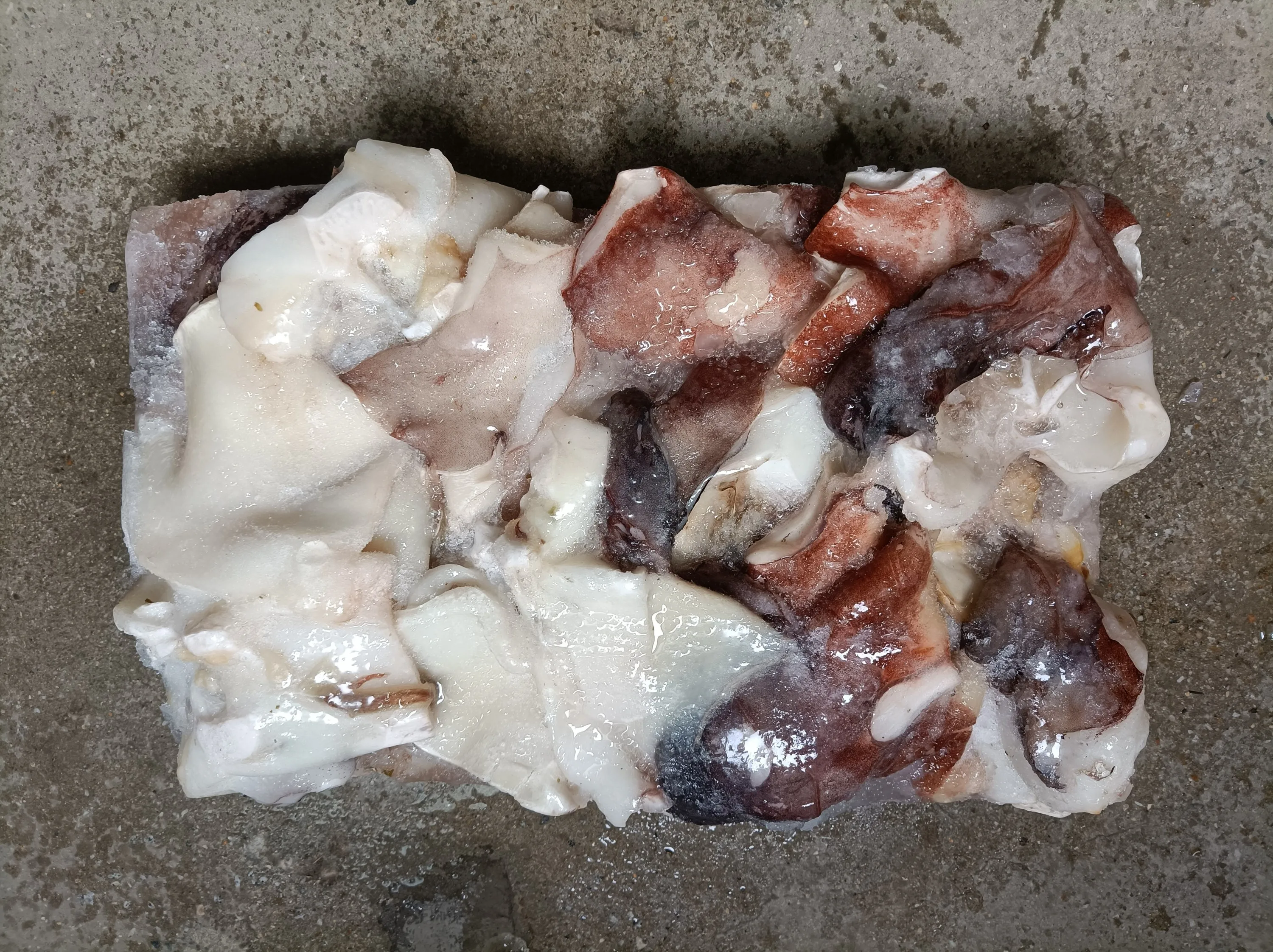 F103 New Arrival High Quality Frozen Giant Squid Neck 500G+ Frozen Squid Neck