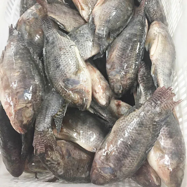  Свежая Рыба морепродукты замороженная черная Тилапия