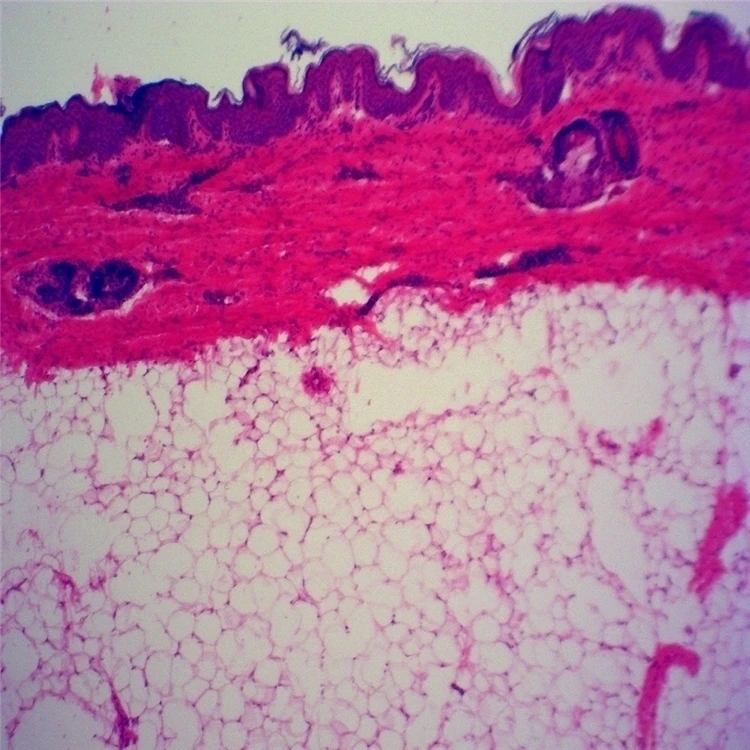 50 pcs microscope Prepared Slides Parasitology Teaching Slides Animal Parasitology slides Mixed Specimen with ISO certification