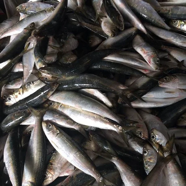 Good quality frozen sardine bait tuna fishing