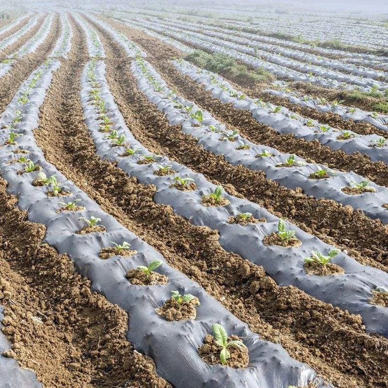 Eco-Friendly 1-1.6m Wide Biodegradable PLA PBAT Agricultural Mulch Film Rolls 0.8s-1.2s Plastic Wrapping