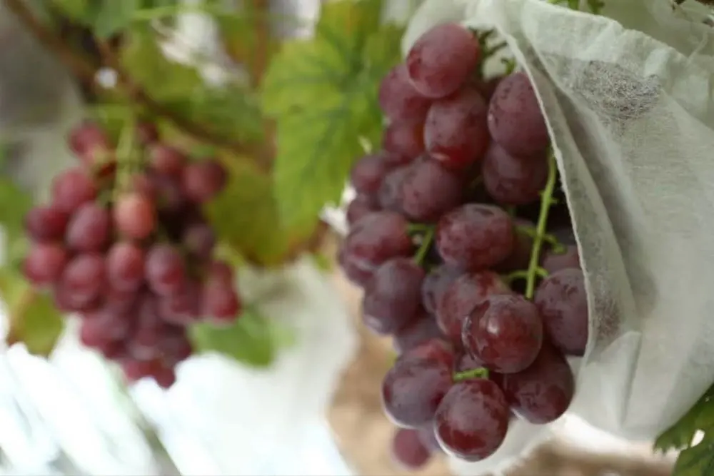 Hight Quality Garden Grape/Banana/Orange Fruit Protection Bags