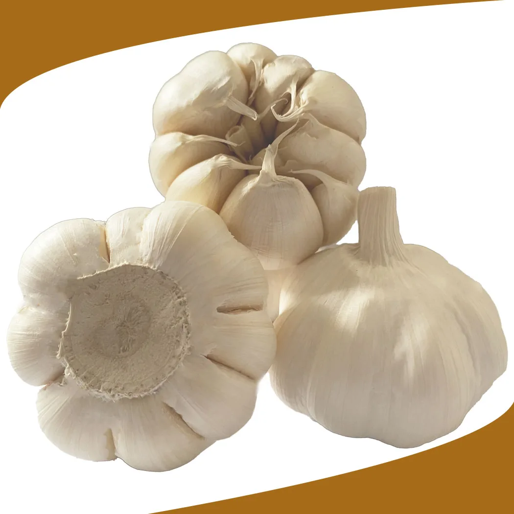 5CM ABOVE SIZE CHINA GARLIC IN 10KG CARTON 10KG MESH BAG EXPORT ASIA STANDARD