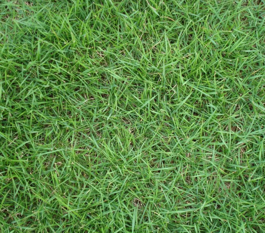 Good quality creeping bentgrass seeds used in yard or golf land football playground