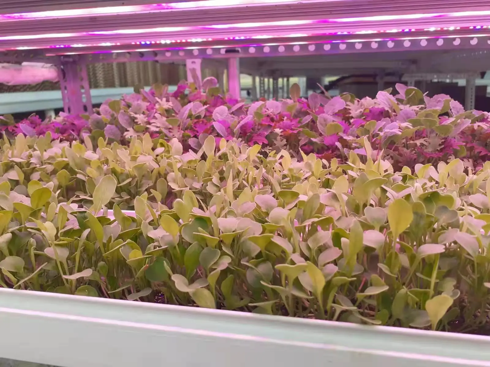 Farm Hydroponic Automatic Fodder Growing System For Sheep Agriculture