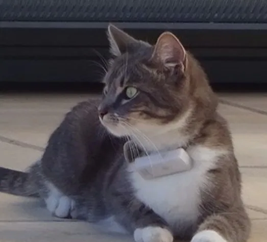 Toplovo GPS Manufactory TL007 Disposable GPS Tracking with SOS Alarm