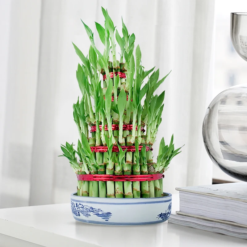 
lucky bamboo indoor decoration lucky bamboo plant in home and lucky bamboo wholesale garden plants/Dracaena 