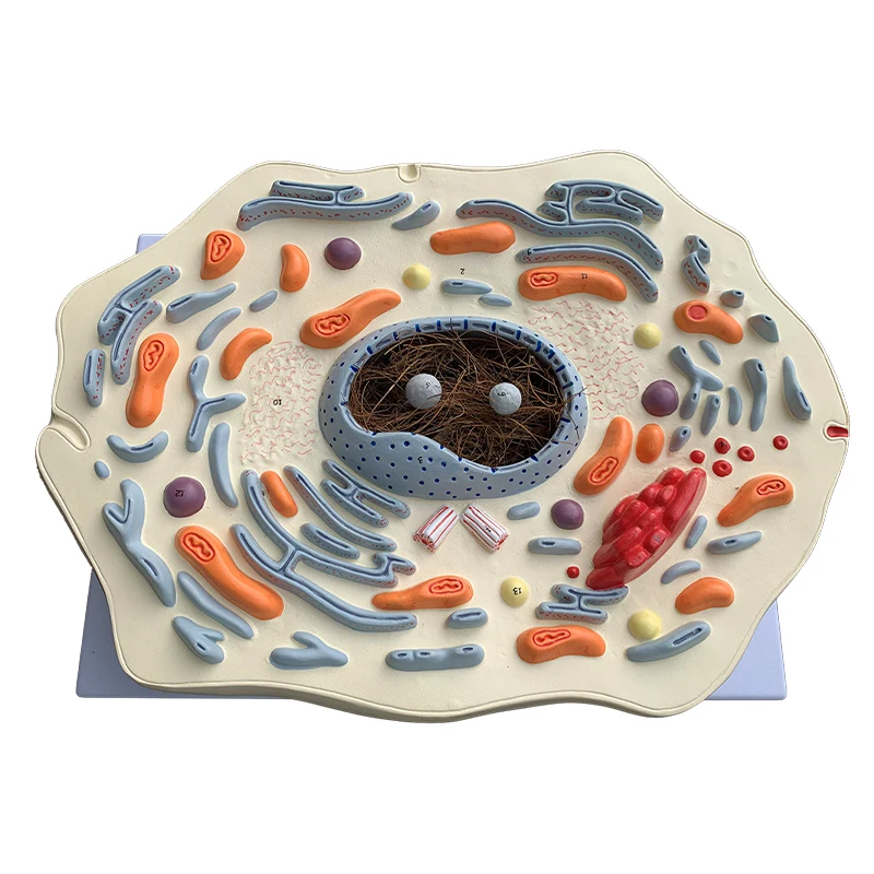 animal cell submicrostructure model hospital biology school teaching aids student learning demonstration model