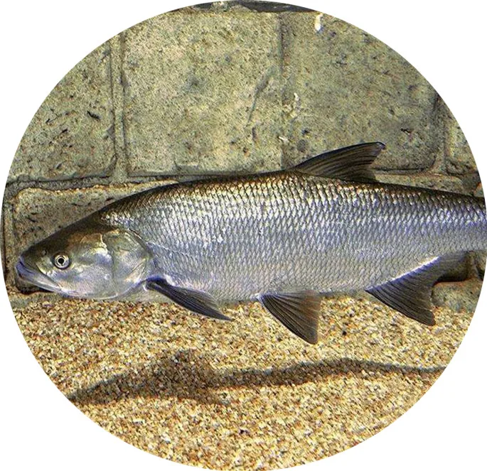 CAS 62637-93-8 Aquatic Feed TMAO Trimethylamine oxide dihydrate Fish feed Shrimp crab feed additive