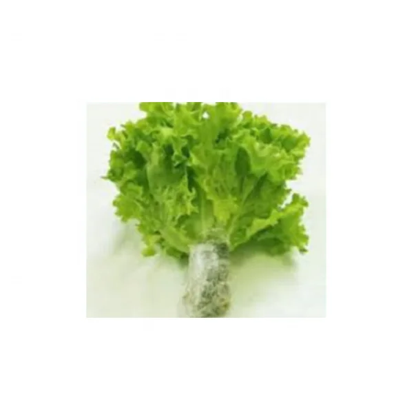 Hydroponic Green Lollo Rosso Lettuce Fresh Vegetable in Vietnam