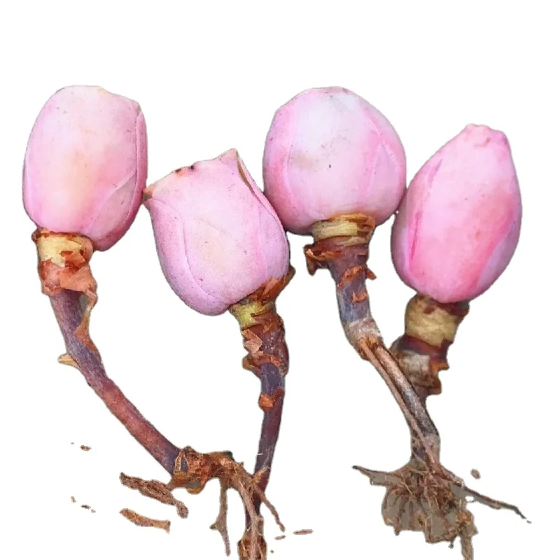 Wholesale of succulent plants Indoor ornamental plants  Greenovia