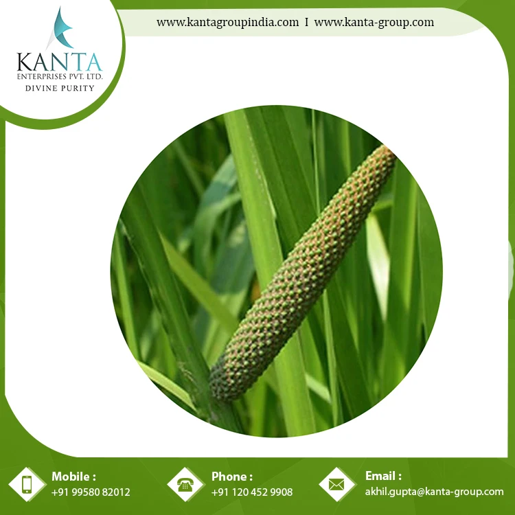 Best Quality Natural and Pure Calamus Essential Oil helps in Improving Digestive System at Affordable Price