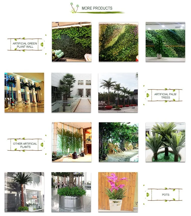 High quality Yucca tree factory spot succulent plant for Dutch iron 130cm tequila