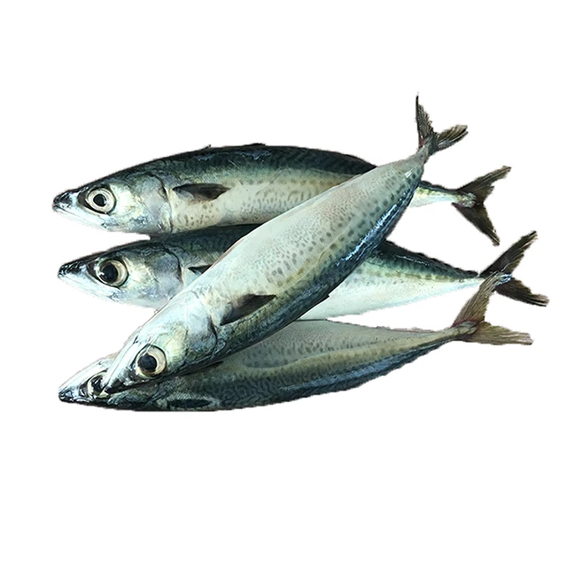 100-200g Mackerel Frozen Fish Pacific Mackerel Tuna