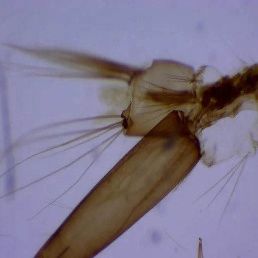 Parasitology Prepared Microscope Slides High Quality Images Long-Term Use Educational Prepared Slides for Schools Faculties