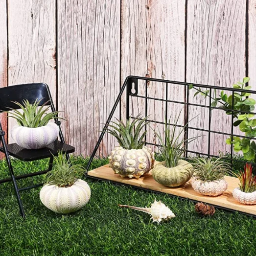 Hanging Sea Urchin Hanging Air Plant Stand Mini Shell Hanging Pots Various Colors