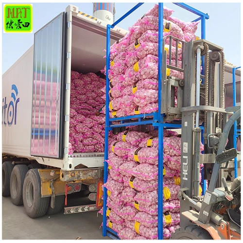 5.5 cm  fresh normal white garlic wholesale with Global Gap&Haccp 20kg mesh bag high quality garlic export with GLOBAL GAP