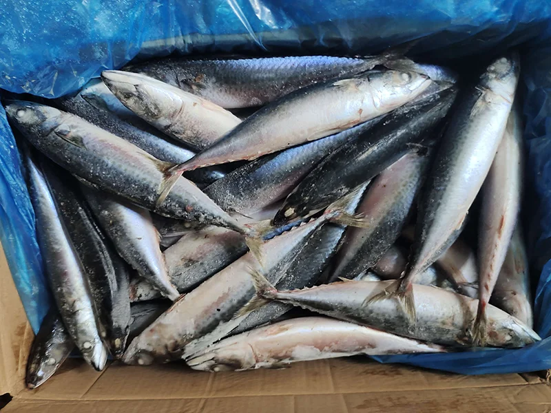 Bulk Frozen Pacific Mackerel Fish For China Wholesale