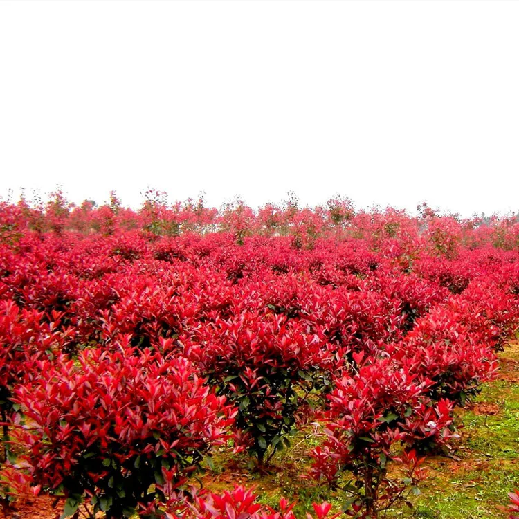 High Quality Natural Plants Seeds Photinia X Seeds For Planting