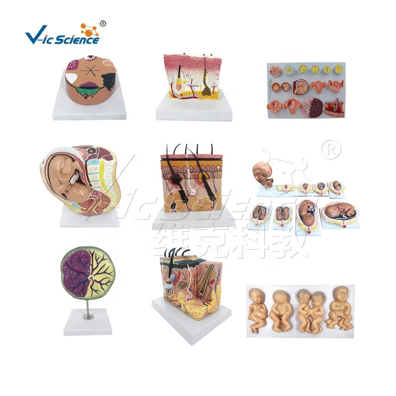 pregnancy pelvis with mature fetus 2 parts  female pelvis anatomic model modelos de