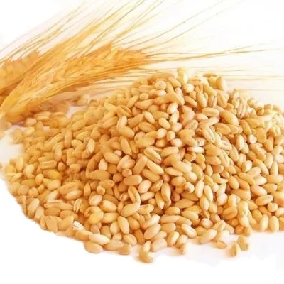 Dried Style Wheat for Bread Making/ Quality Wheat grains