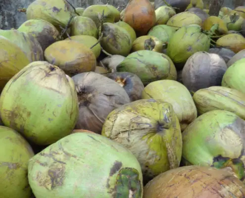 Тропические фрукты, свежие зеленые полуочищенные экспортеры, высокое качество, лидер продаж, высококачественные сухие кокосы белого цвета на продажу