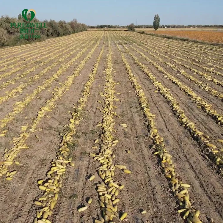 new crop chinese pumpkin seeds organic pumpkin seeds price