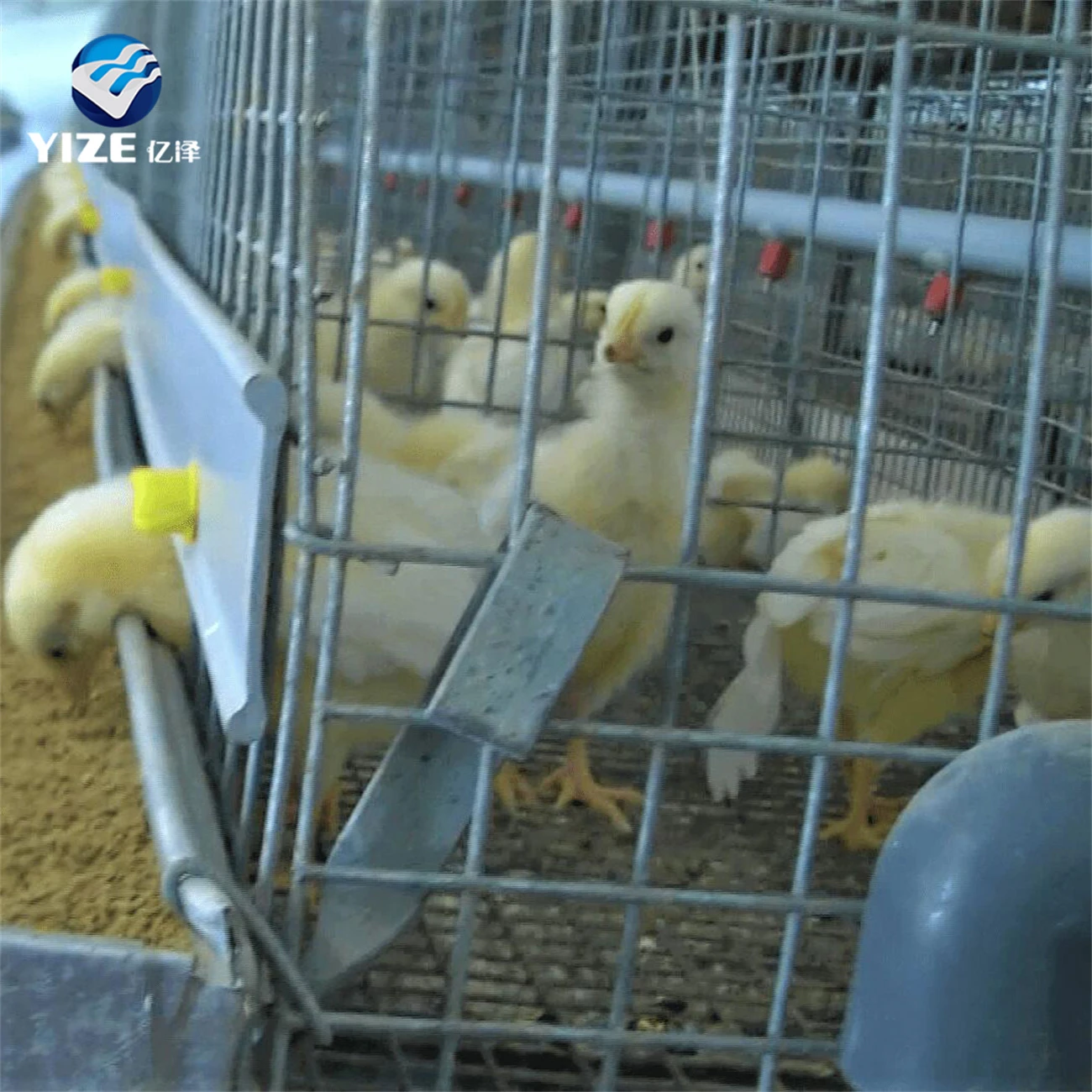 Hot Selling and Popular 10000 Layer egg Chick Cage