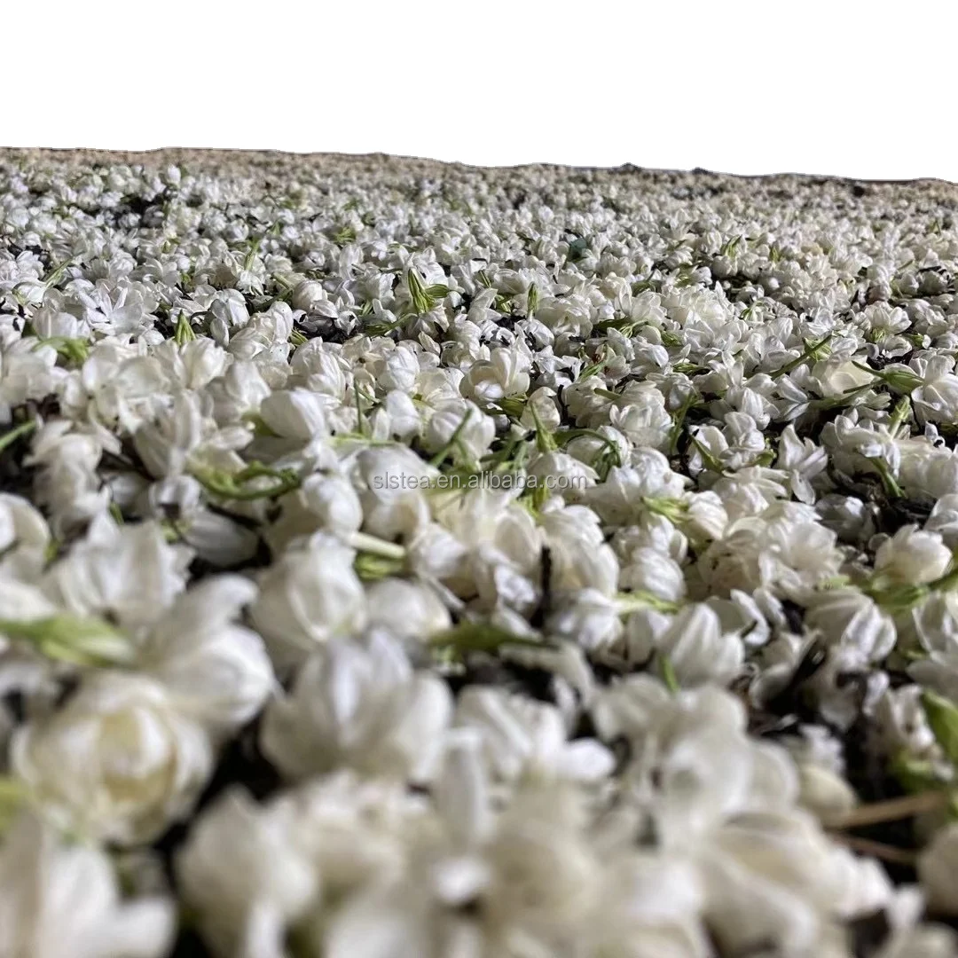 hot selling extra quality jasmine tea with factory price