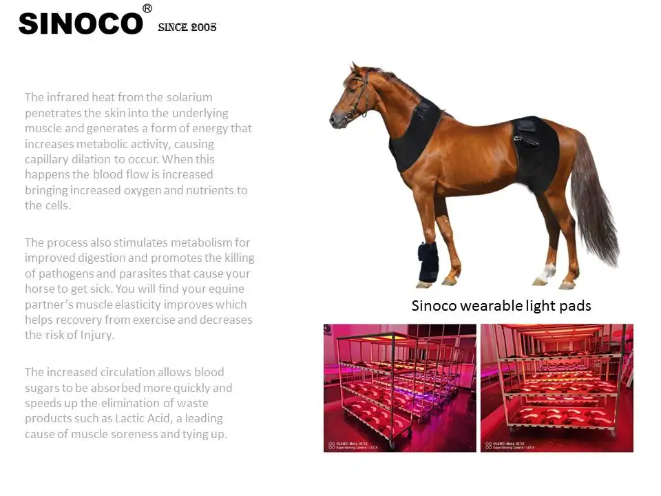 Classic Horse Stall Red Light Therapy Solarium for Large Animals Pet-friendly Equine Solarium