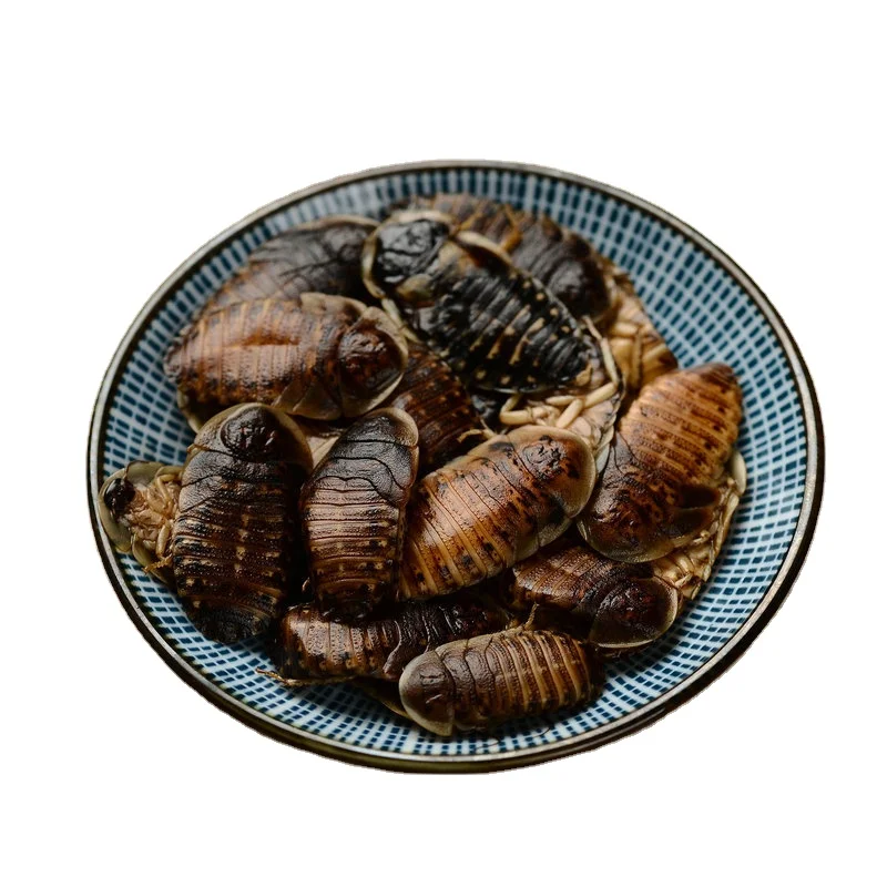 Усилить сопротивление болезням питомцев пищевые продукты экологически свежие тараканы Dubia для Red Arowana