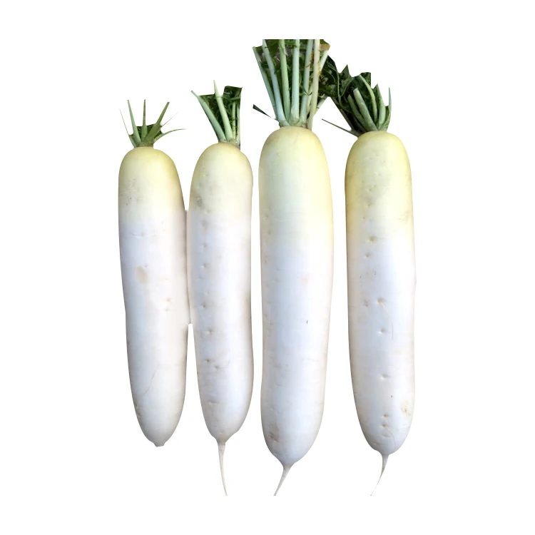 
Chinese export vegetables white radish original fresh white radish 