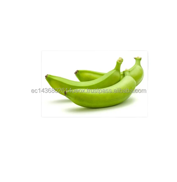 
2021 Quality Fresh Green Cavendish Bananas at Low Price fresh green bananas for sale 