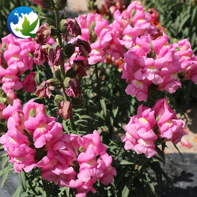 
Pink Special Flower Sea Beautiful Antirrhinum Majus Antirrhinum Hispanicum Common Snapdragon Seeds For Garden 