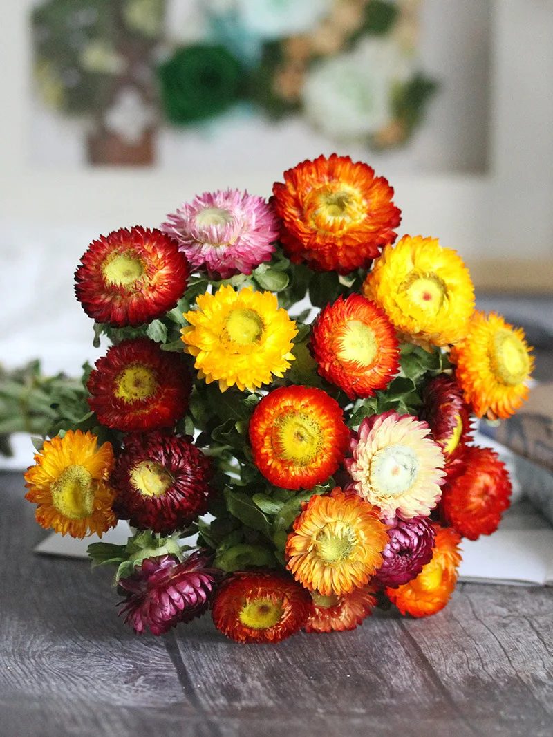 wholesale Decorative dried flowers Flower arranging Colorful Chrysanthemum Helichrysum preserved Strawflower