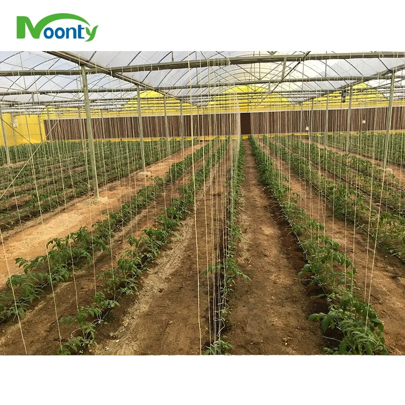 Middle East Corrugate Polycarbonate Agriculture  Green House High Quality PC Sheet Multi Span Greenhouse