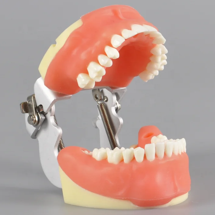 Extraction Oral Surgery Dental Training Model for Suturing