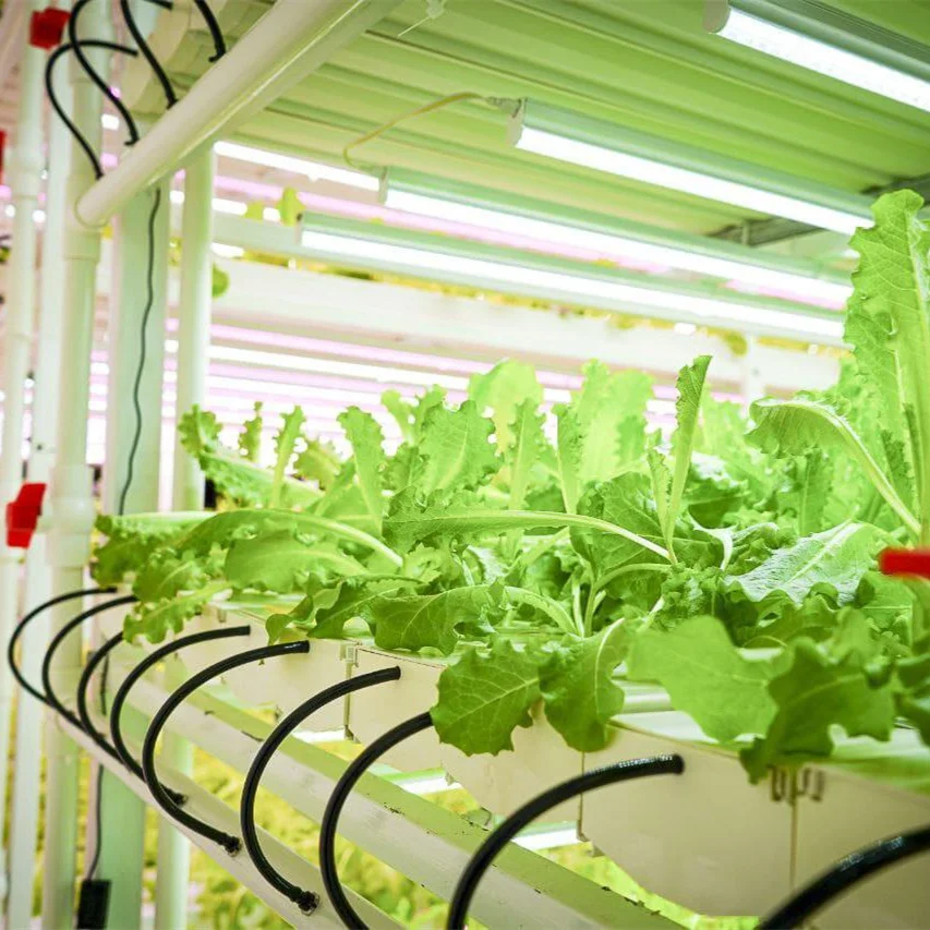 Factory Price Nft Channel Hydroponics Growing System vertical hydroponic garden
