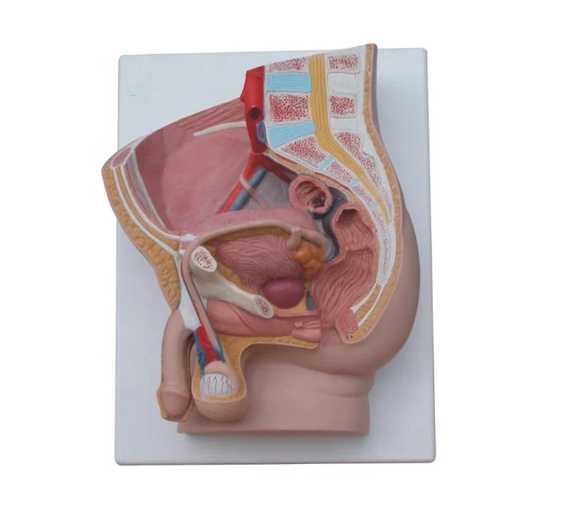 Human Male Pelvis Section (2 Parts ) Hospital school medical teaching training anatomical model