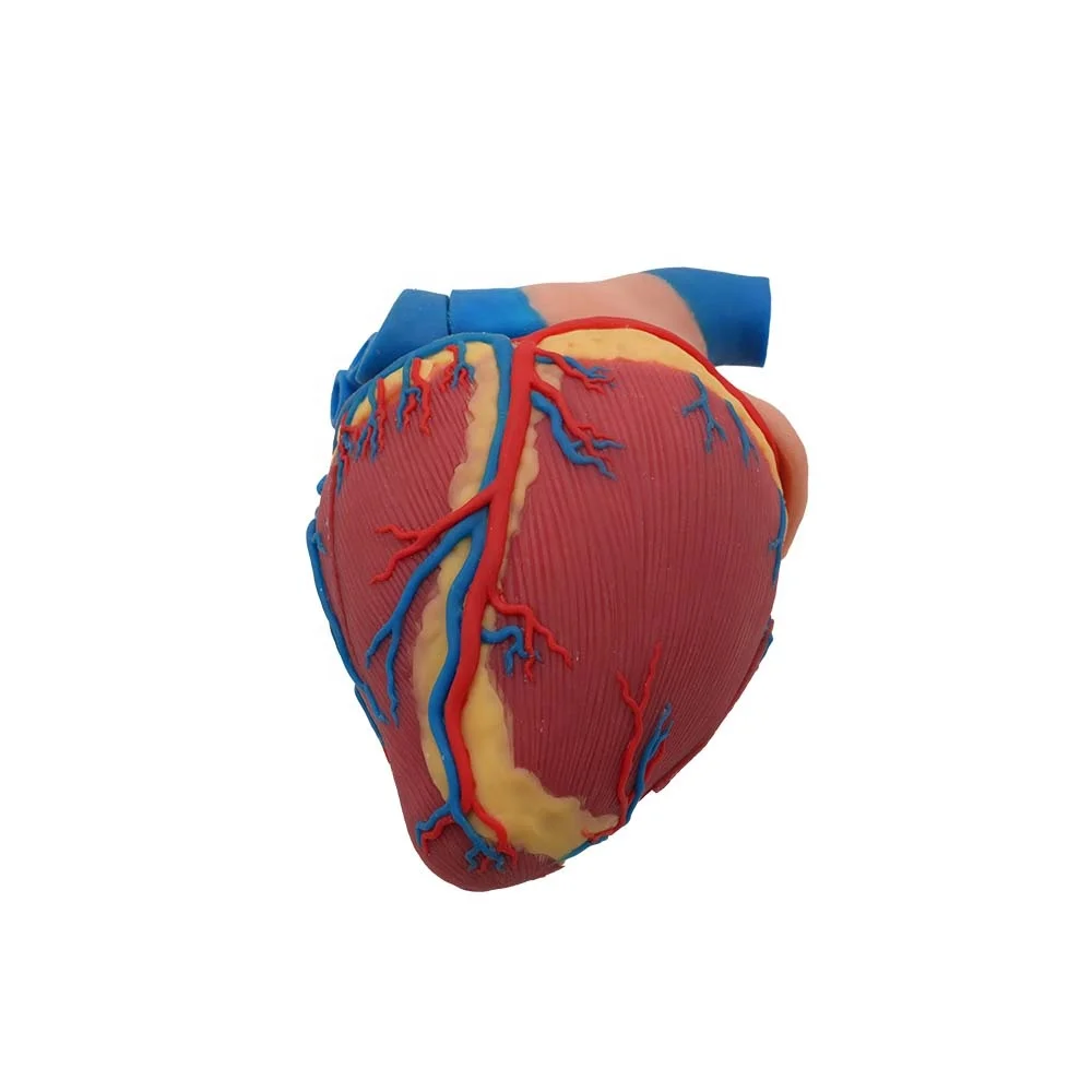 Soft Cattle Heart Silicone Model for Veterinary Anatomy Teaching