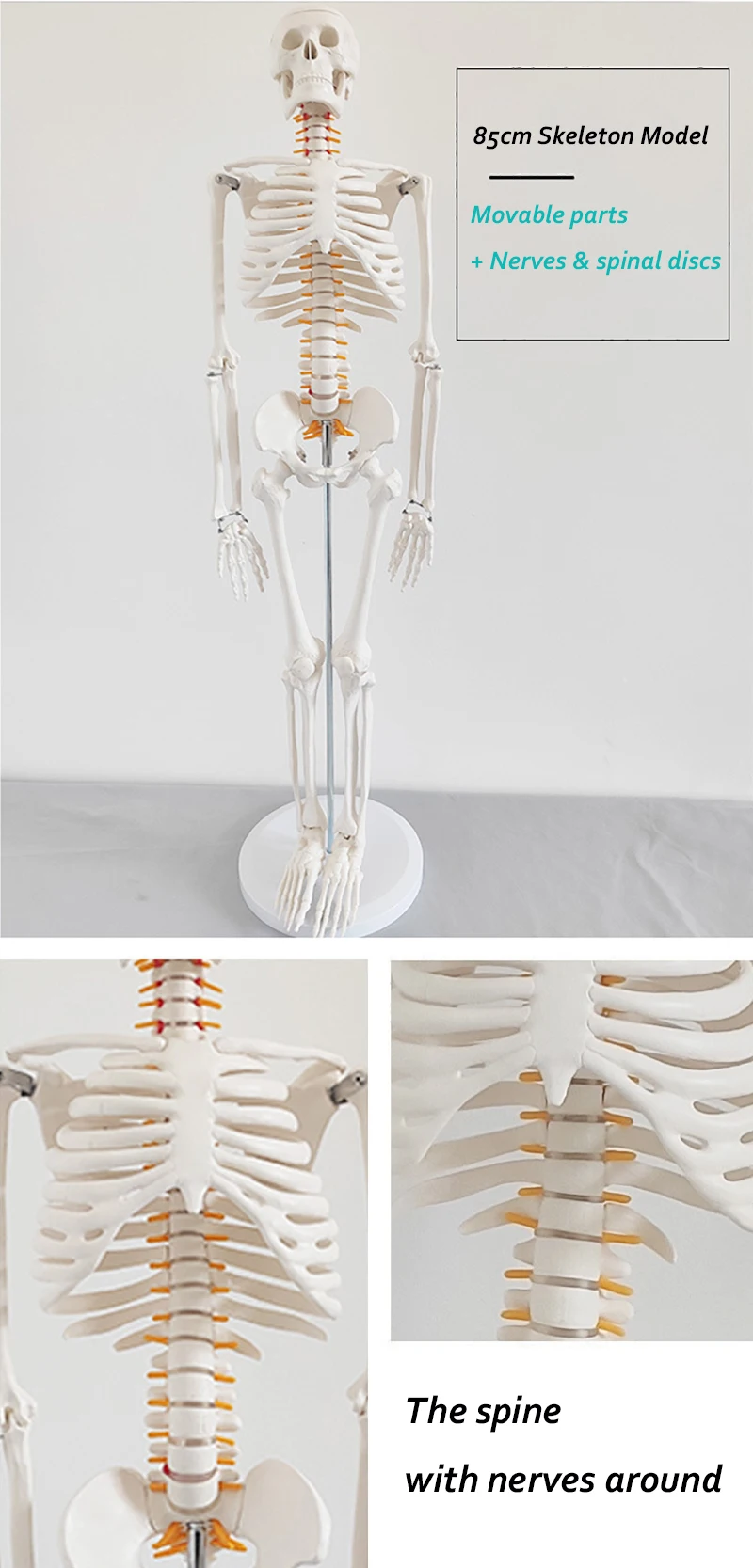85 см ПВХ модель скелета медицинской анатомии человека Скелет пластиковая анатомическая