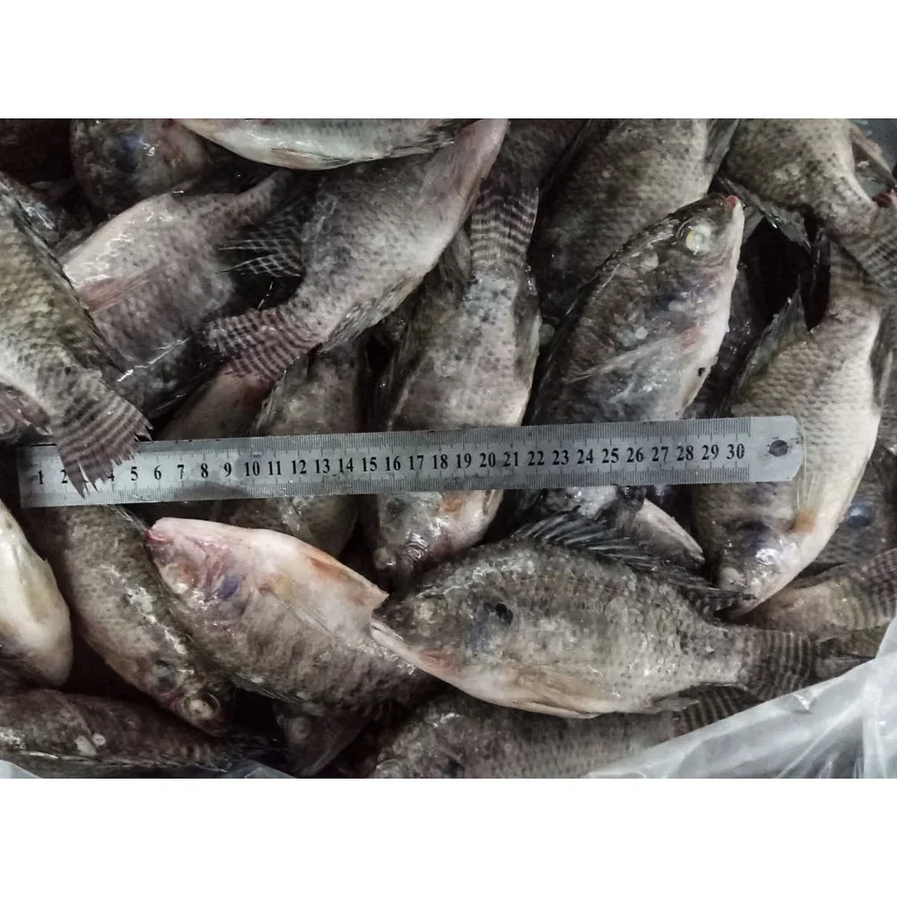 High quality all size frozen fish tilapia whole fish export tilapia fish frozen tilapia price