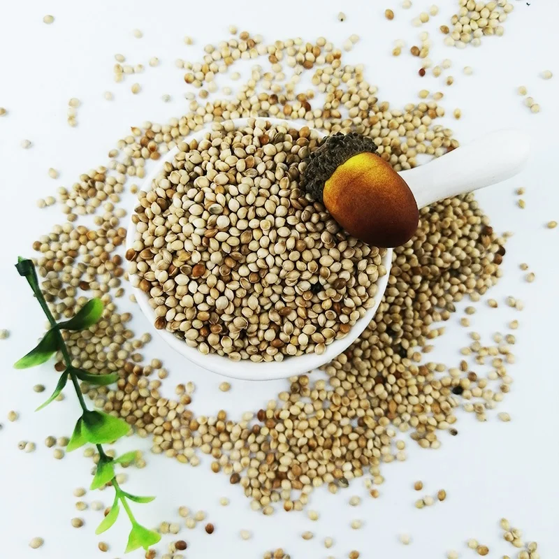 Good Grade Yellow White Broomcorn Millet yellow broom corn millet grains millets