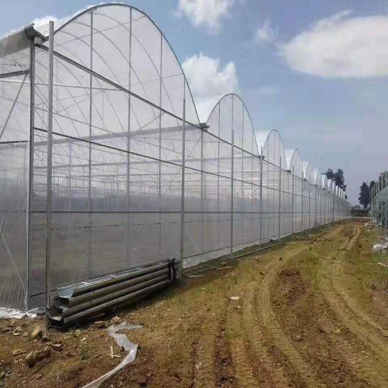 Hot Selling and Durable  tomato solar multi-span greenhouses