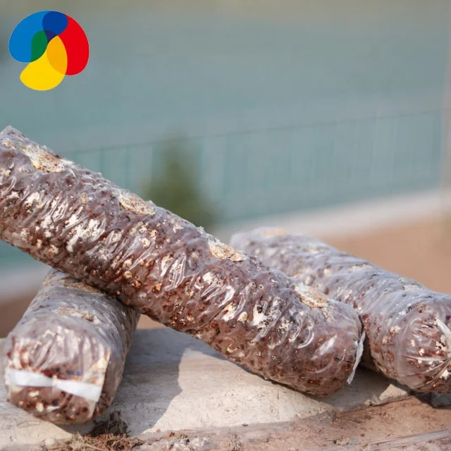  Оптовая продажа ингредиенты высушенный ствол гриба Shiitake упаковка для хранения в замороженном стиле цветная весовая полка коричневый оригинальный тип жизни