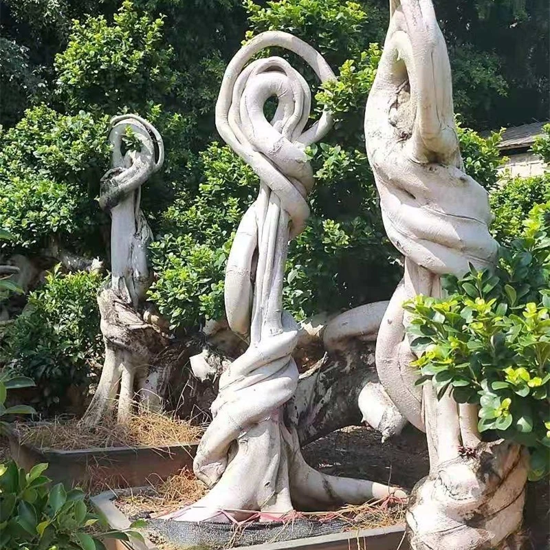 Live Outdoor Plants Types of outdoors large ficus bonsai tree