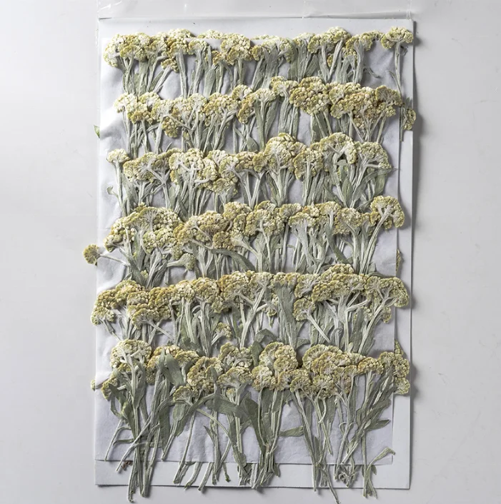 12pcs/bag Mouse Yeast Grass With Branches DIY Art Crafts Making Natural Plant Real Pressed Flower For Resin